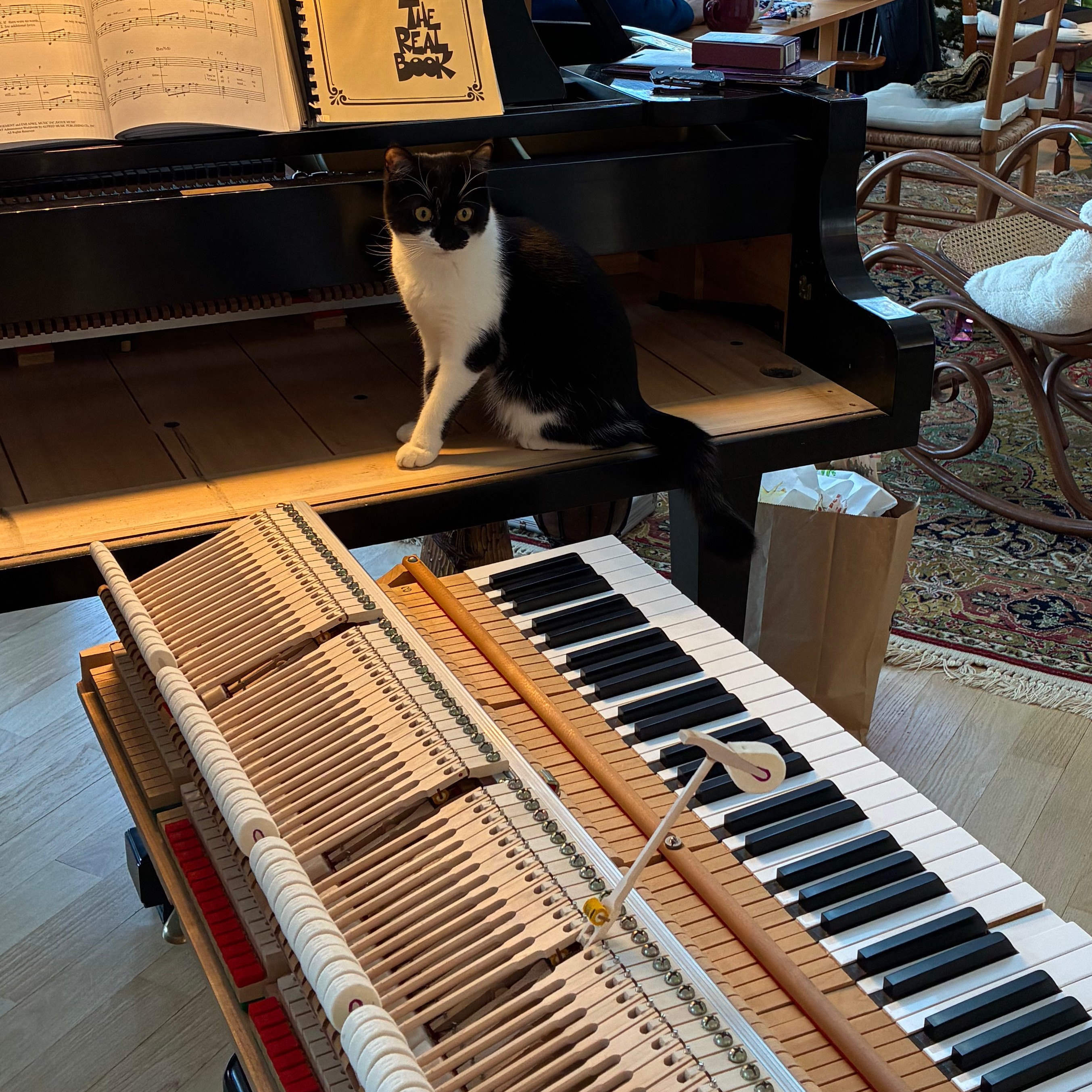 Piano hammers